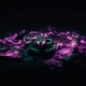 Snake Single