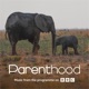 Go Steady From BBC s Parenthood Single