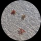 VELCRO CITY Single