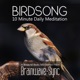 Birdsong A 10 Minute Daily Meditation Single