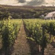 Vineyard Single