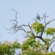 Blue Bird Single