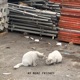 ㅍㅍㅍㅍ feat Kid Milli Single
