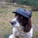 Hat On the Dog