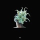Rinascita Single