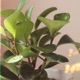 Peperomia Single