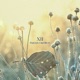XII Single