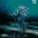 Forest Mystery EP