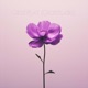Gratitud Gratitude Single