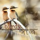 Birdy Talk Single