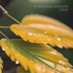 Afternoon Showers Single