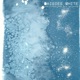 Daisies White Single