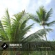 海南的秋天 Single