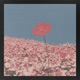 luciole Single