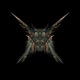 Hemiptera Single