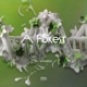 A Forest Single