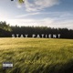 Stay Patient Single