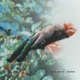 Bloom Single