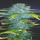 Green Hulk Single