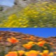 Return to Ojai Single