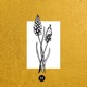 MUSCARI Single