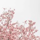 Blossom Single