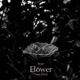 Flower feat Ume Single