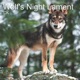 Wolf s Night Lament Single