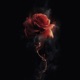Toxic Poetry Single