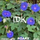 IDK feat Indka Roarx Single