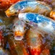 Fish Spot Single