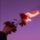 My Rose Single