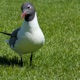 Bird s Eye View Single