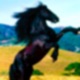 BULERÍAS DE UN CABALLO MALO Single