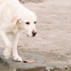 Dogs T Harding s dusty club edit Single