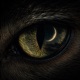 Luna Creciente Single