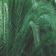 Green Score EP