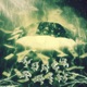 MONEY RAIN Single