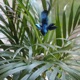 Little Bird Demo Single
