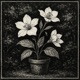 Garden Single