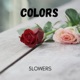 Colors Single