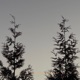 Wandering Single