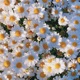 Flowers feat Ms Fee Single