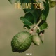 The Lime Tree Single