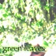 Green Leaves Single