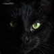 Bad Kitty Single