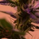 Spark It Up Single