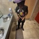 Shanese Who Single
