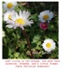 Just Living Is Not Enough One Must Have Sunshine Freedom and a Little Flower Single
