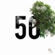 4Qm 50 Single